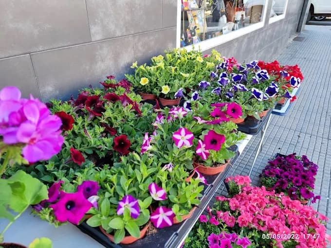 Flores y plantas en León
